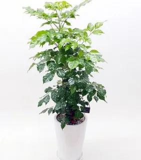 녹보수